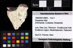 Foto (Objket + Etiketten) von Decapoda indet. 